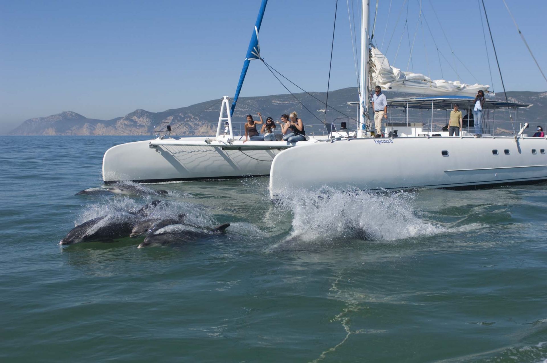 Observation dauphins dans la Baie du Sado de 3h